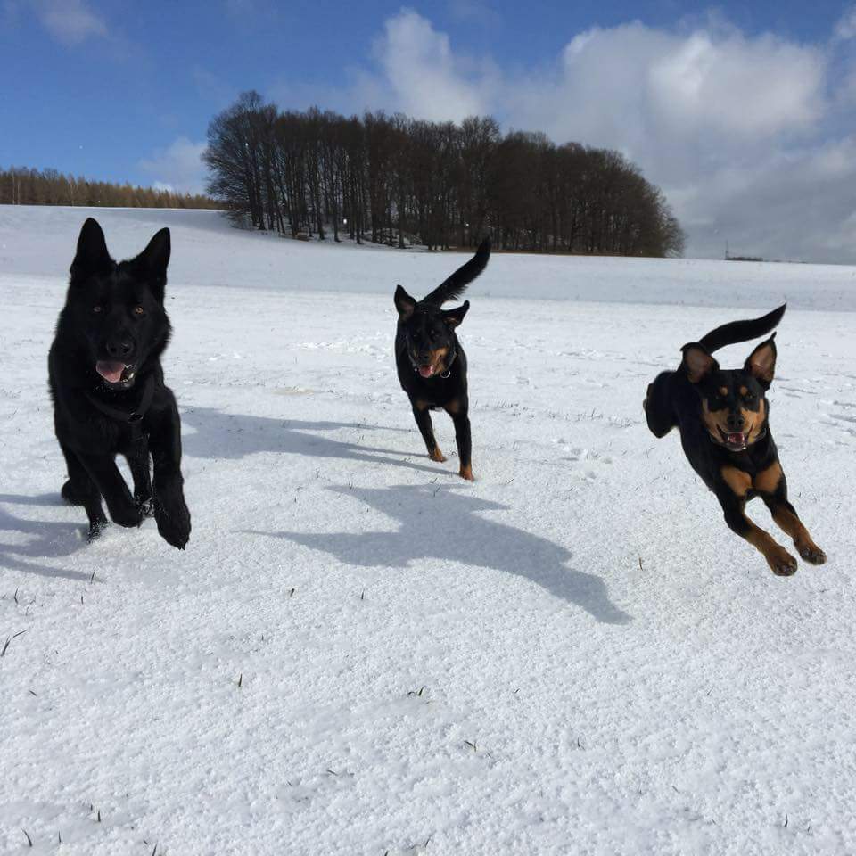 Spielende Hunde im Schnee