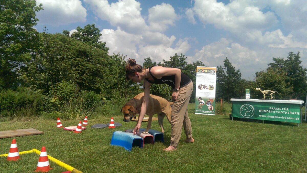Hund auf einer Trainingsbahn mit Hindernissen
