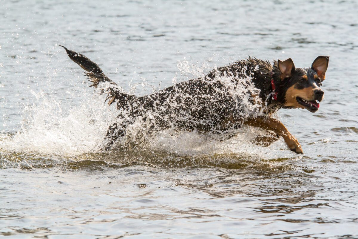 Hund läuft durch Wasser