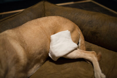 Hund mit Wickel auf Oberschenkel
