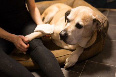 Hund mit Wickel auf Gelenk