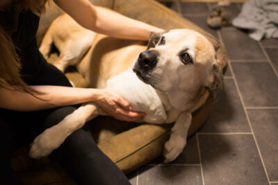 Hund mit Wickel auf der Schulter